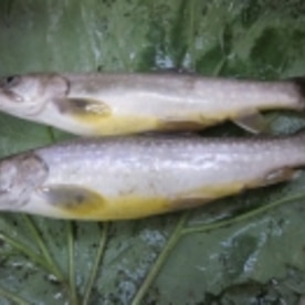 渓流の王者 岩魚を食す 定番 塩焼き レシピ 作り方 By Startrek 楽天レシピ 渓流の王者 岩魚を食す 定番 塩焼き レシピ 作り方 By Startrek 楽天レシピ